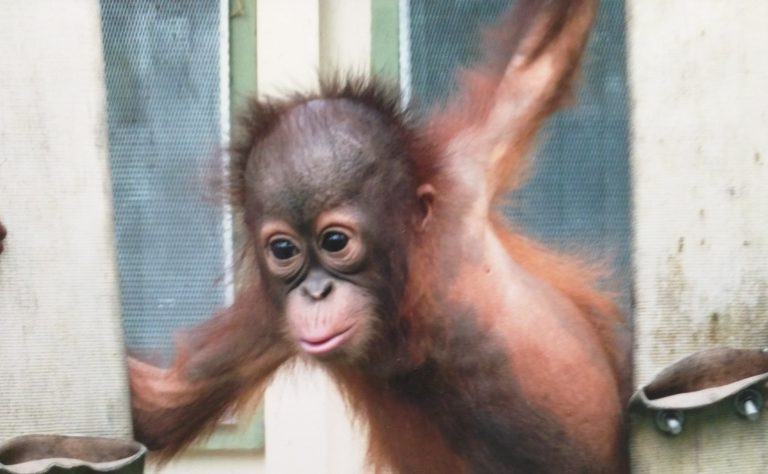 Beryl the Orangutan
