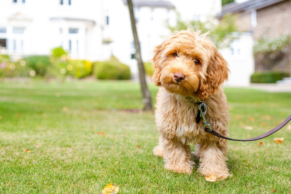 Burgess Hill Girls School Dog Jasper