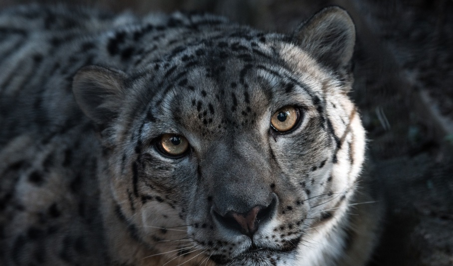 Adopt a Snow Leopard – £10 – WWF